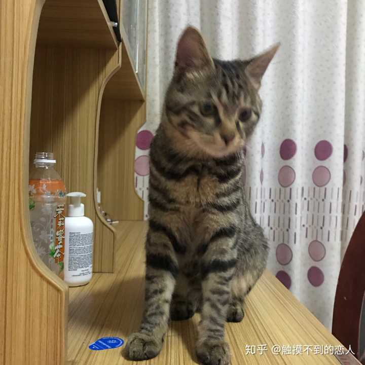 为什么狸花猫看起来很精明霸气?而别的猫要不就是萌萌