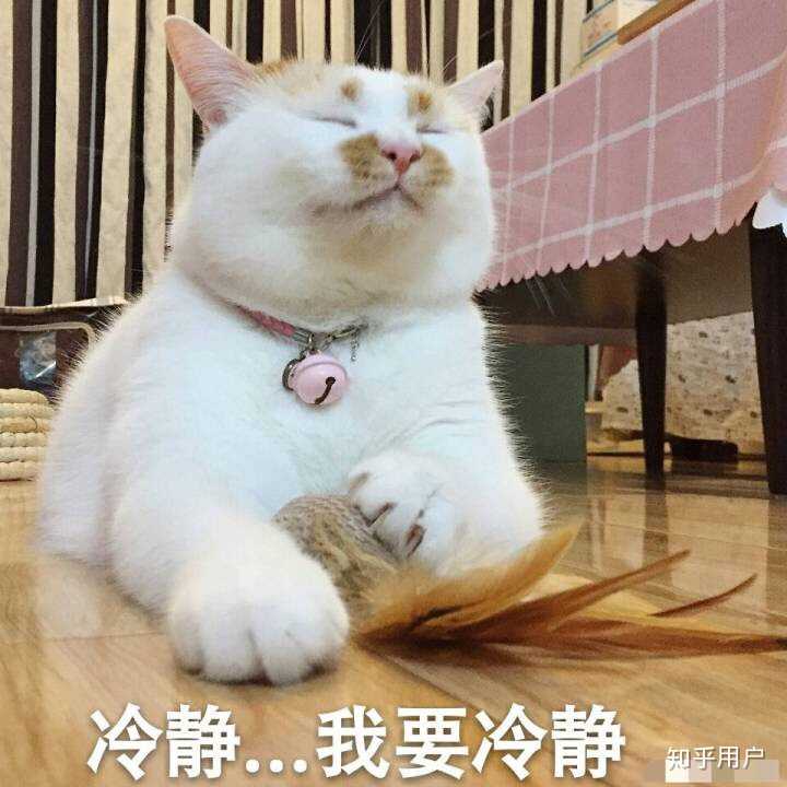 万能表情包?excuse me,当然要举爪我们可爱的楼楼小猫咪了.