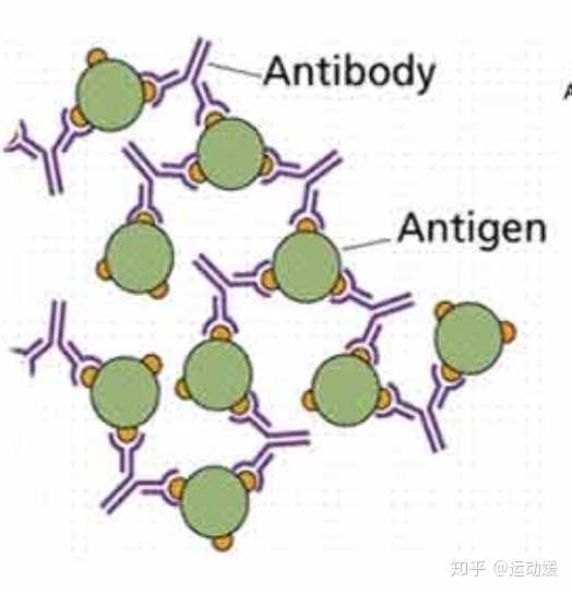 抗原和抗体的区别是什么?