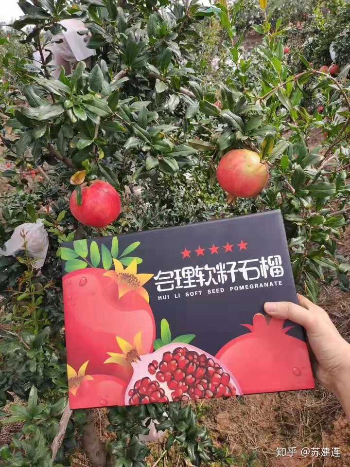 突尼斯软籽石榴:礼品盒