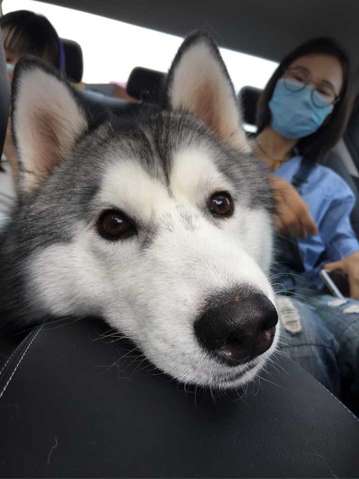 你见过的哈士奇的颜值可以有多高?