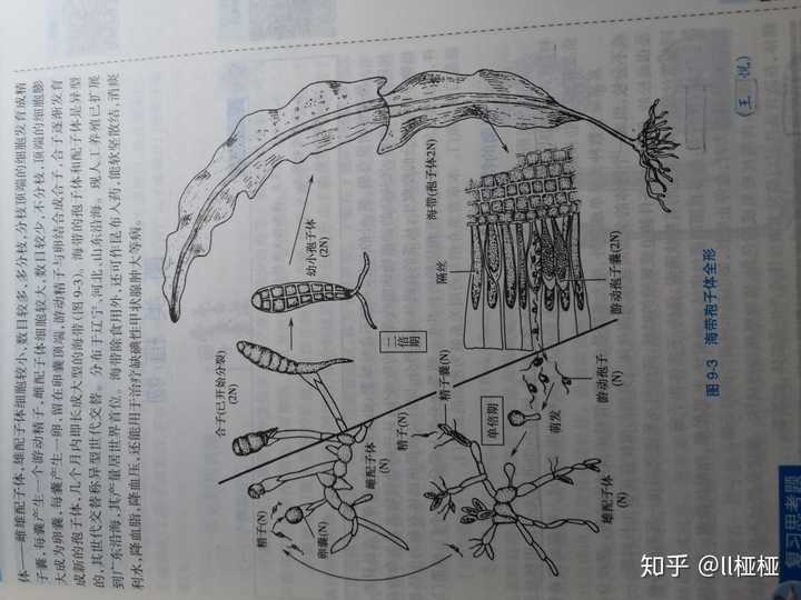 昆布和海带是一个东西吗?