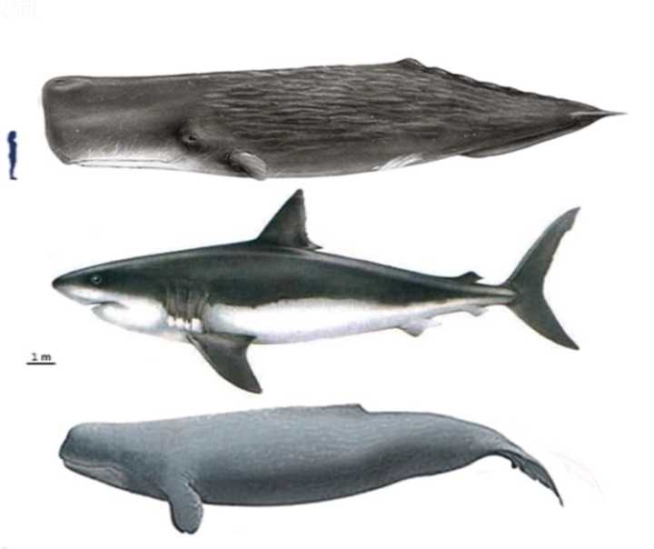 抹香鲸(现代),巨齿鲨,梅尔维尔鲸,人类对比图