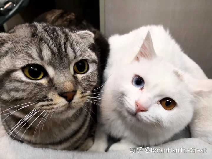 你保存的最萌的猫咪图片是什么?