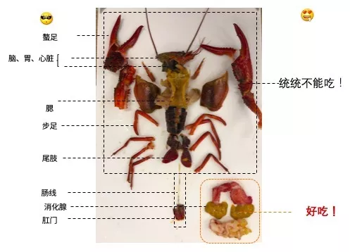 首先,小哥哥先解剖了一只生虾,以便