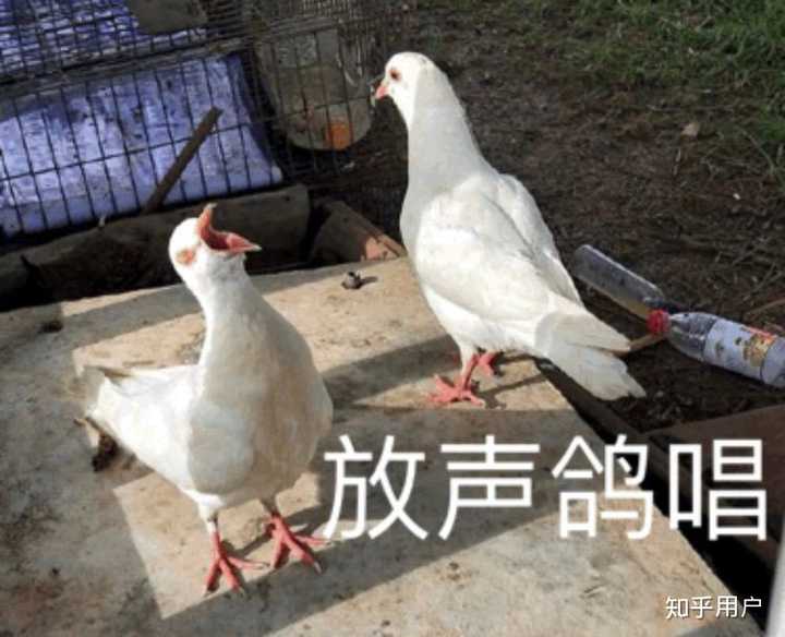 怎么沙雕的形容鸽子王?