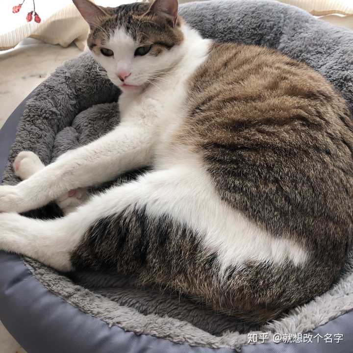 你收养的流浪猫,现在怎么样了?