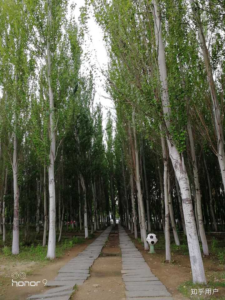 东区小树林 青年林