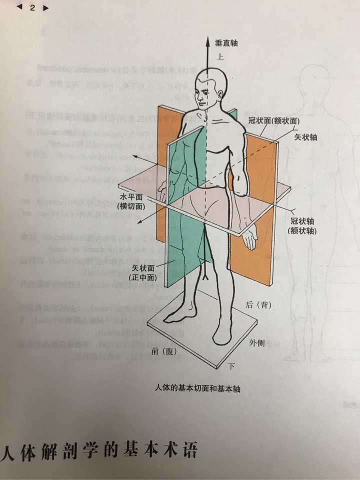 在人体解剖学姿势下,比如右肘部在垂直面上,绕冠状轴转动,靠近身体就