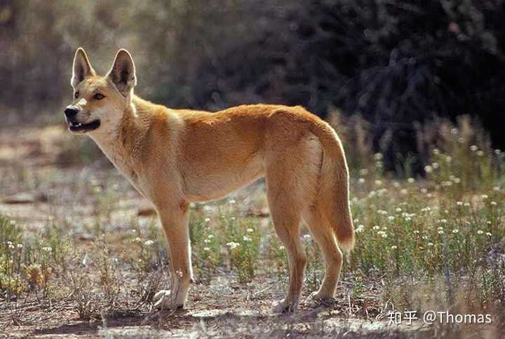 澳洲 dingo,与亚洲常见家犬大黄无异.