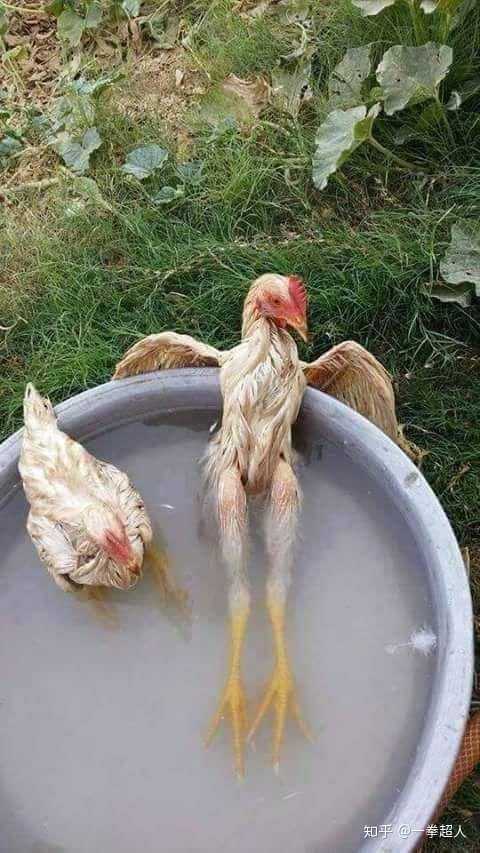 落汤鸡