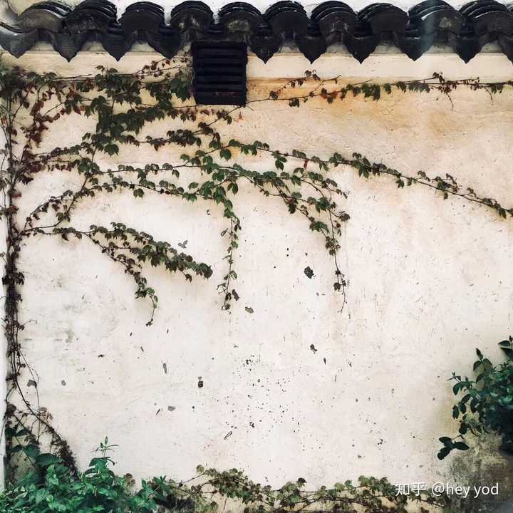 一张常青藤爬墙的照片 当时脑子里一闪而过 一定会努力成为这种坚韧的