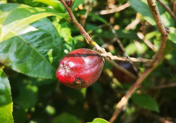 不过紫鹃还好——目前为止还没有紫鹃茶果种出茶树的报告,自然也就谈