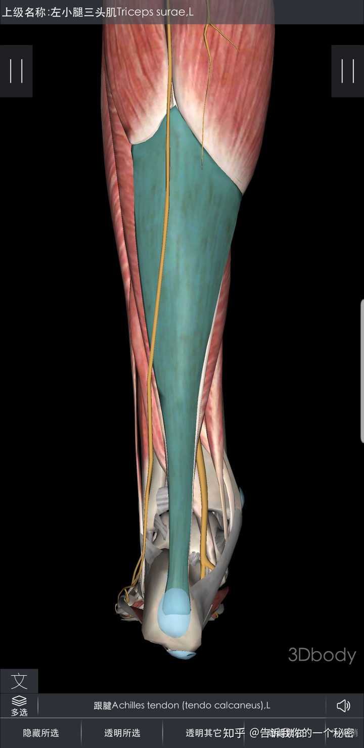 小腿三头肌下的跟腱.由比目鱼肌和腓肠肌所组成,全身最强大的肌腱.