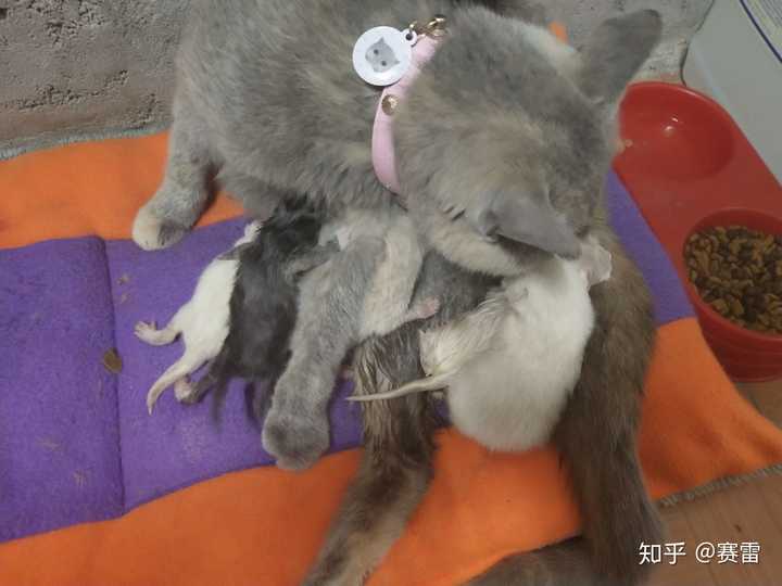 家有蓝乳英短,有关英短繁育配色的问题?