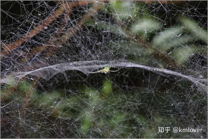 的上方也有许多不规则蛛丝,这些蛛丝既能拦截过往的飞虫使其坠入蛛网