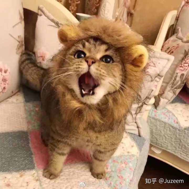 有没有比较可爱又有点搞笑的动物头像?最好是猫?