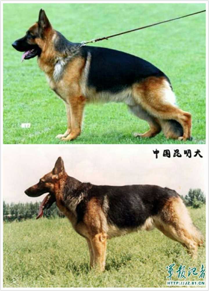 昆明犬黑背德牧是个怎么样的关系?