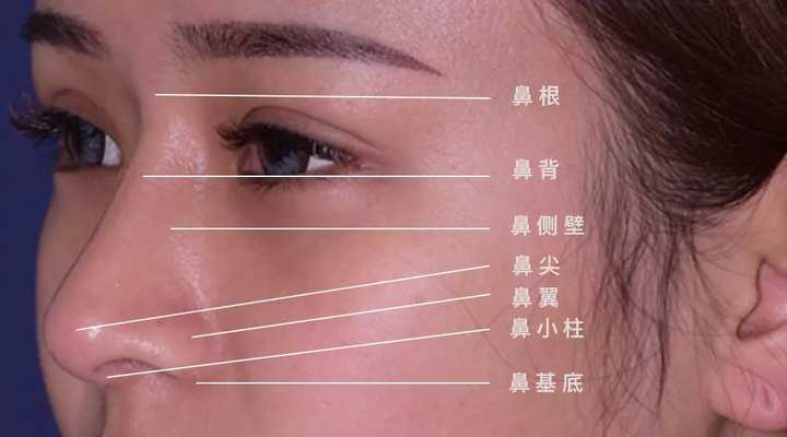 划分为鼻背,鼻尖,鼻小柱,双侧鼻翼,鼻侧壁和软三角区等9个美学亚单位