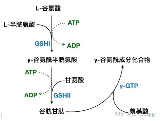 被使用后变成了氧化型谷胱甘肽(gssg),但好在人体有一种叫做谷胱甘肽