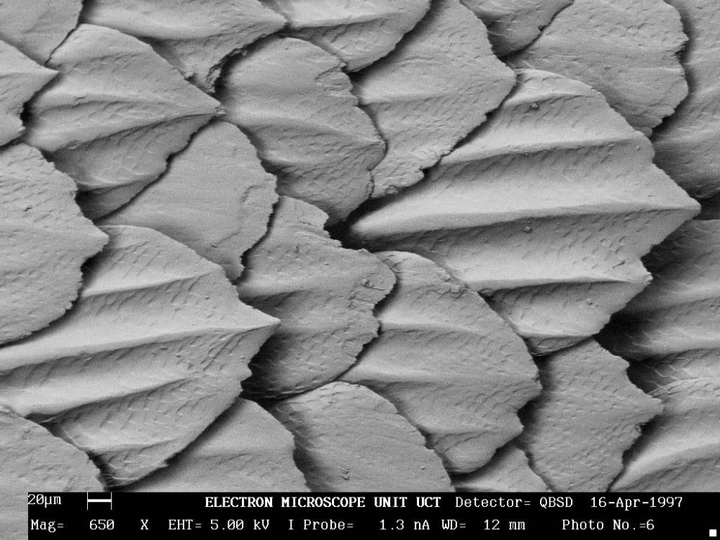 电子显微镜下的鲨鱼鳞片 来源:trevor sewell/electron microscope