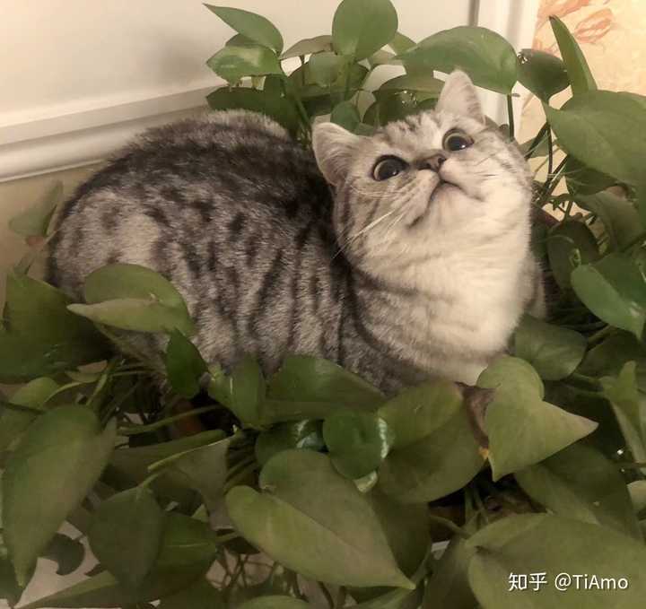 银渐层和虎斑串是什么样的呀?贵吗?