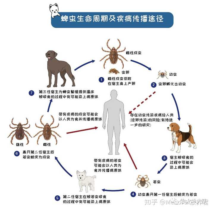 在蜱虫虫生的第一阶段,3000-6000个(敌军数量惊人)兄弟姐妹虫卵同时