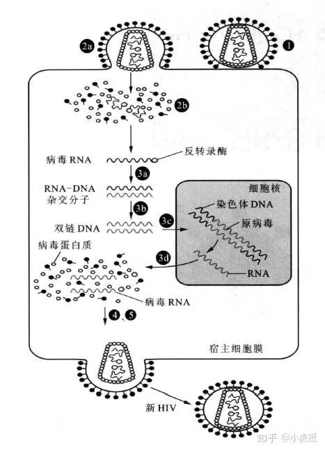 rna病毒在宿主细胞内进行rna复制或者逆转录时所需的酶是在宿主细胞