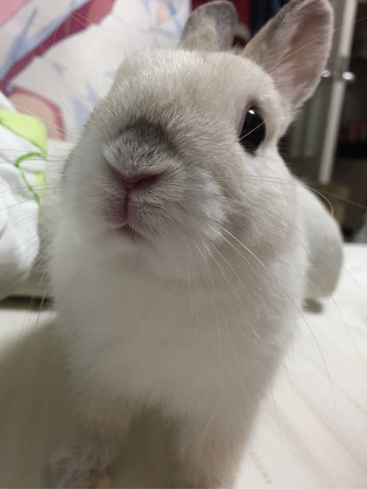 养兔子明显比养猫养狗有优势 为什么养的人却不多?