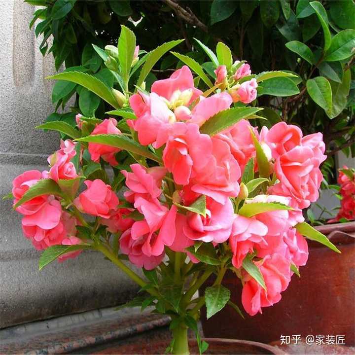 凤仙花的花语是什么?