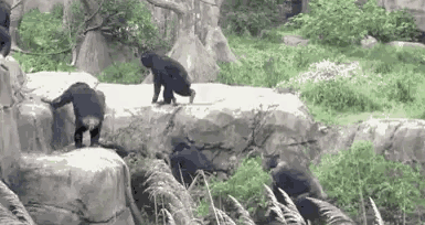 关于猫咪的表情包?