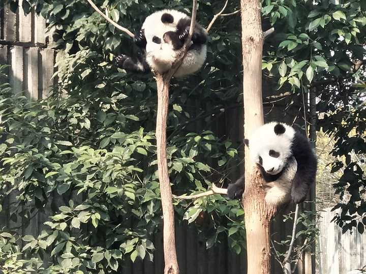 外国人真的很喜欢大熊猫吗?