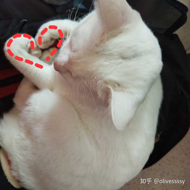 一只猫能可爱到什么程度?