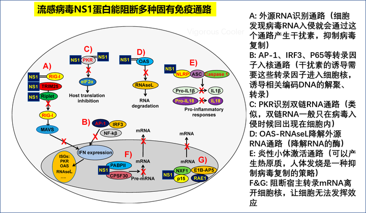 港大学者称已初步研制出新型冠状病毒疫苗,具体的进展是怎么样的?