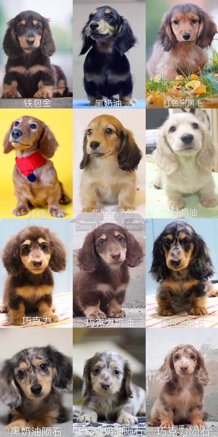 我家这个细说的话就是:铁包金色迷你长毛腊肠犬.