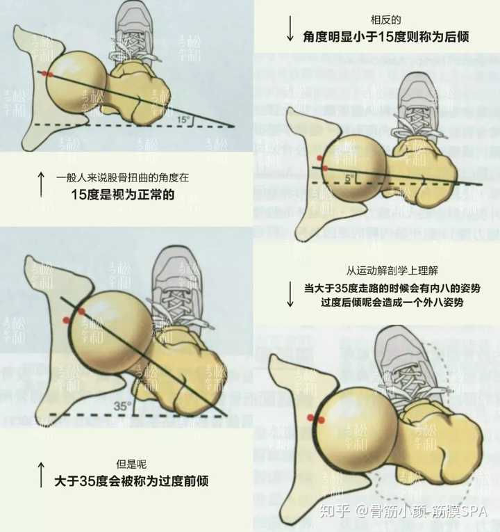 形,前后宽阔,盆腔既宽而浅,呈圆桶状,骨盆下口宽大,耻骨联合宽短而低