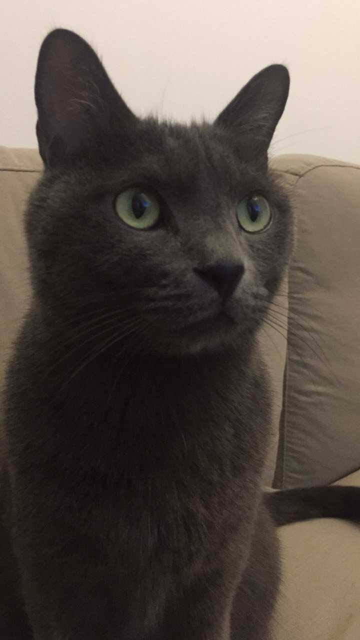 养挪威森林猫是一种怎样的体验?