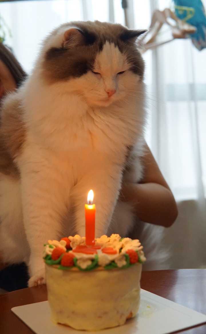 你给猫主子过过生日吗?