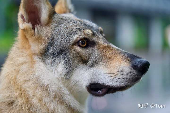 养捷克狼犬是怎样一种体验?