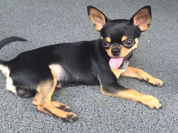 养小鹿犬或者吉娃娃是什么样的体验呢?