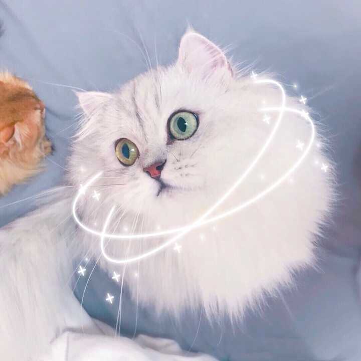 有没有比较可爱又有点搞笑的动物头像?最好是猫?