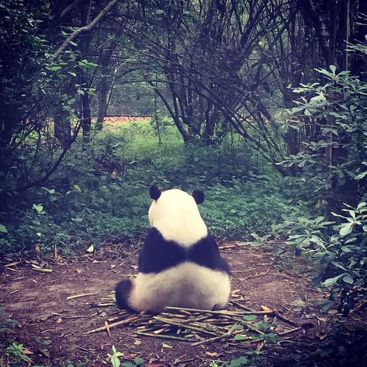 大熊猫能单挑藏獒么?