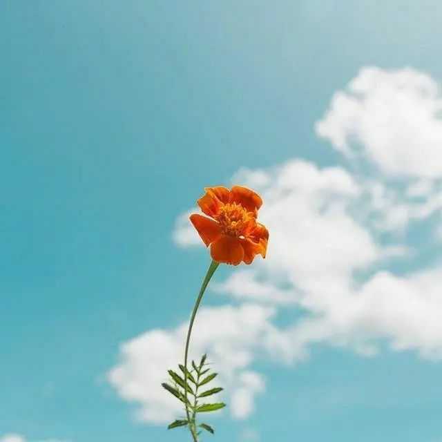 有没有好看的微信背景图?