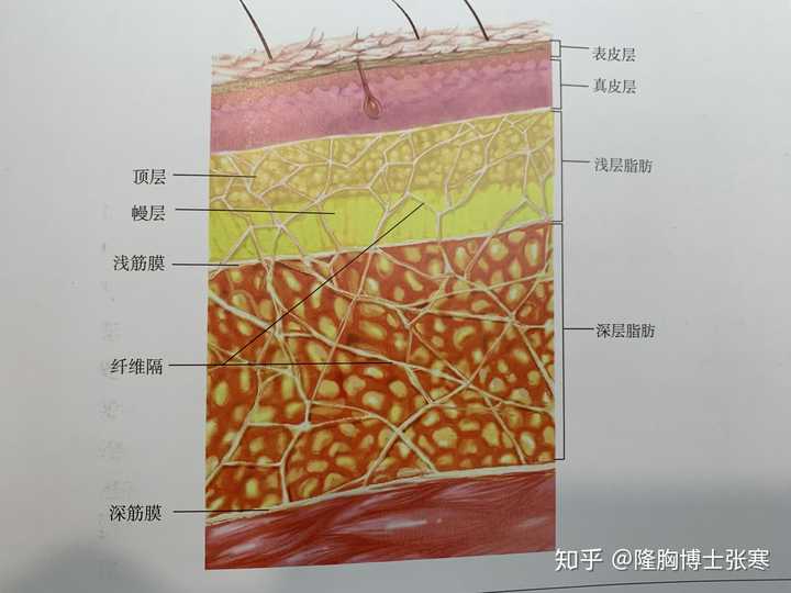 下面我就来给大家好好讲讲自体脂肪填充的操作手法: 皮下组织结构