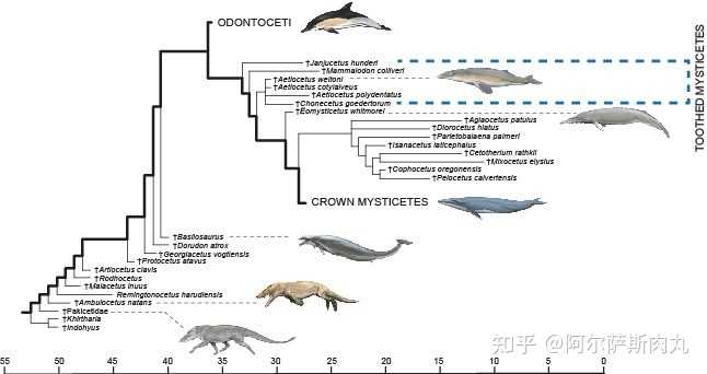 翻版水獭还是盗版鳄鱼雷明顿鲸remingtonocetus