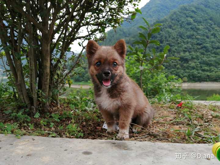 中华田园犬的颜值可以多高?