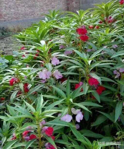 院里的指甲草长势正好,鲜艳欲滴的花朵,绿绿的锯齿般的叶子,伴着浓浓