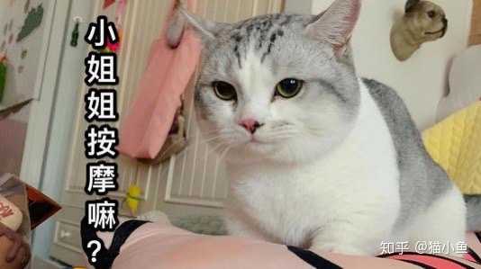 猫咪踩奶是什么?