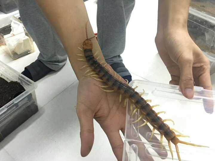 请问这是什么蜈蚣,竟然可以长这么大?