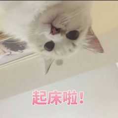 你有哪些叫起床的表情包,麻烦把水印关一下?